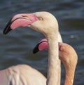 Portrait of pink flamingoes