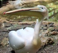 Pelican close up photo