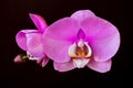 Portrait of pink-white orchid flower on the black background Royalty Free Stock Photo