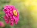 Portrait of Pink zinnia flower is blooming in garden with sun light in morning with isolate nature background Royalty Free Stock Photo