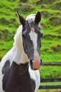 Portrait of a beautiful piebald horse Royalty Free Stock Photo