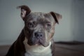 Portrait of a pit bull Royalty Free Stock Photo