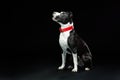 Portrait of a pit bull dog isolated on black background Royalty Free Stock Photo