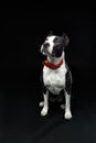 Portrait of a pit bull dog isolated on black background Royalty Free Stock Photo