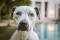 Portrait of a pit bull mix