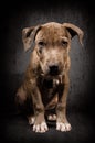 Portrait of a pit bull puppy Royalty Free Stock Photo