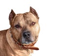 Portrait of a pit bull terrier isolated on white background Royalty Free Stock Photo