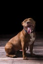 Portrait of a Pitbull dog with a black background Royalty Free Stock Photo