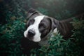 Portrait of pitbull dog in grass flowers