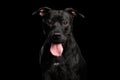 Portrait of Pitbull Dog Isolated on Black Background