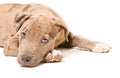 Portrait of a pitbull puppy