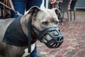 Pittbull with a muzzle standing in the street