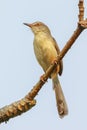 Portrait of Plain Prinia (Prinia inornata) Royalty Free Stock Photo