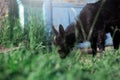 Portrait through plants of black baby goat grazing green grass outdoors. Royalty Free Stock Photo