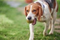 Portrait of playful beagle dog Royalty Free Stock Photo