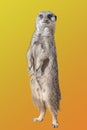 Portrait of playful and curious suricate meerkat isolated at colorful gradient background Royalty Free Stock Photo