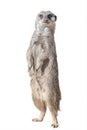 Portrait of playful and curious suricate meerkat isolated at white background Royalty Free Stock Photo