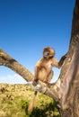 Portrait of young Gelada monkey sitting in tree in Simien mountains, Ethiopia Royalty Free Stock Photo