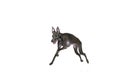 Portrait with playful dog Italian greyhound running, playing isolated over white color studio background. Jump in motion Royalty Free Stock Photo