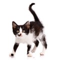 Portrait of a playful focused black and white kitten who wants to attack. Isolated on a white background. Royalty Free Stock Photo