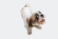 Portrait of playful funny Shih Tzu dog isolated over white studio background. Copyspace for ad.