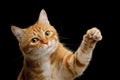 Gorgeous Ginger Cat on Isolated Black background Royalty Free Stock Photo