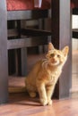 Portrait of Playful Ginger kitten sitting