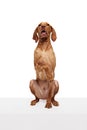 Portrait of playful, joyful dog give paw looking at camera against white studio background. Happy, healthy pet. Royalty Free Stock Photo