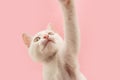 Portrait playful kitten cat looking up playing. Isolated on pink pastel background Royalty Free Stock Photo