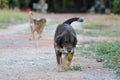 Portrait of playful lovely dog carries leaf in its mouth at outside home