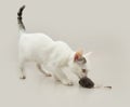 Portrait playful small cat hunting a mousse. Isolated on white grey background