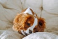 Portrait of playful spaniel puppy chewing plush toy on chair in house. Shaggy child with red-white fur play on couch. Royalty Free Stock Photo