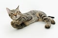 Portrait playful tabby little cat lying down and looking at camera. SIde view. Isolated on white background Royalty Free Stock Photo