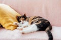 Portrait of pleased, well-fed, lazy multicolor cat sleeping on the yellow cushion on the couch. Funny fluffy cat in cozy