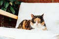 Portrait of pleased, well-fed multicolor cat laying on the arm chair and relaxing at home. Funny fluffy cat in cozy home