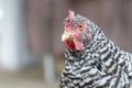 Portrait of Plymouth Rock Chicken Barred Rock hen on the farm