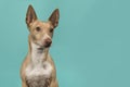 Portrait of a podenco maneto glancing away on a turquoise blue background with space for copy