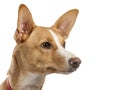 Portrait of a podenco Royalty Free Stock Photo