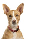 Portrait of a podenco Royalty Free Stock Photo