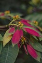 portrait of a poinsettia plant that has pink shoots and green leaves