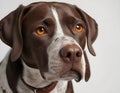 Portrait of the Pointer dog