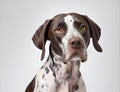 Portrait of the Pointer dog