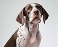 Portrait of the Pointer dog