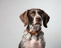 Portrait of the Pointer dog