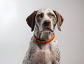 Portrait of the Pointer dog