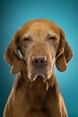 Portrait of a pointer dog in studio Royalty Free Stock Photo