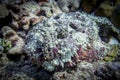 Portrait of poisonous disguising Stonefish in all colors on the bottom in the Indian ocean