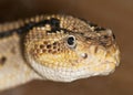 Portrait of a poisonous snake