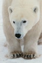 Portrait of a polar bear. Royalty Free Stock Photo