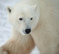 Portrait of a polar bear. Royalty Free Stock Photo